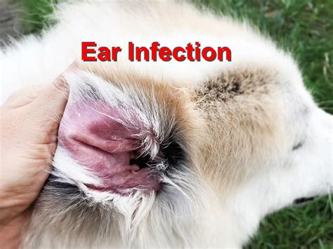 Ear Infection Itch Relief Treatment For Dogs And Cats Helps Ear