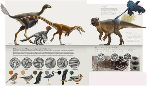 Fossil Pigments Reveal The True Colors Of Dinosaurs Scientific American