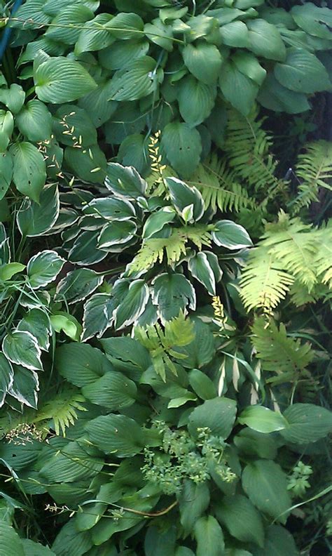Hostas And Ferns Shade Plants Plants Shade Garden