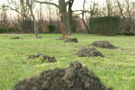 Als geruchsstoffe gegen maulwürfe werden unterschiedlichste. Maulwurf im Garten vertreiben - Hausmittel zur Bekämpfung