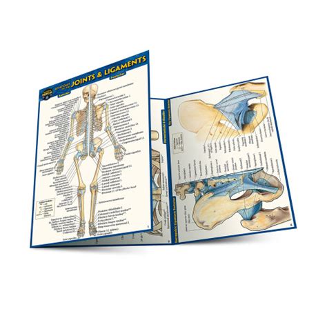 Quickstudy Anatomy Of The Joints And Ligaments Laminated Pocket Guide