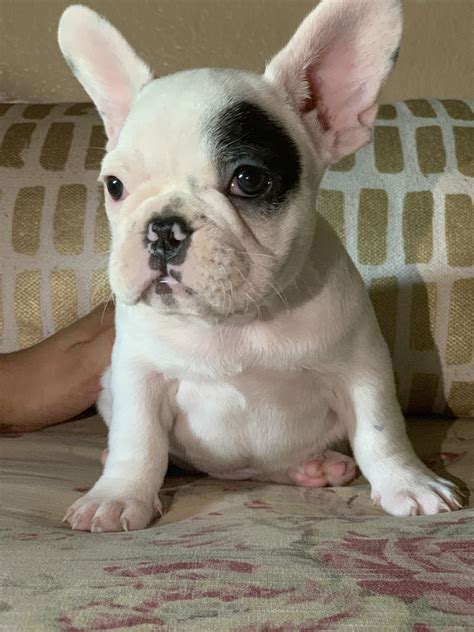 My daughter melissa and i both have small kennels at our homes with 10 females each. French Bulldog Puppies For Sale | Lancaster, CA #301727