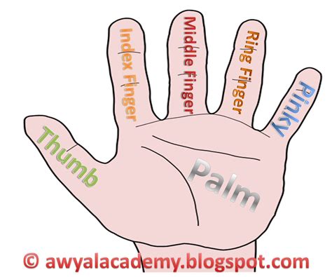 The Name Of The Five Fingers Of Your Palm Awyal Academy