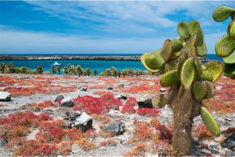 Flora De Galapagos