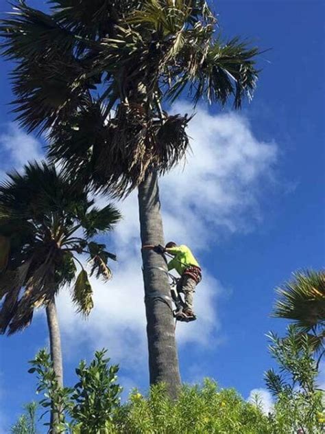 Palm Tree Trimming Services Kauais 1 Tree Trimming Company
