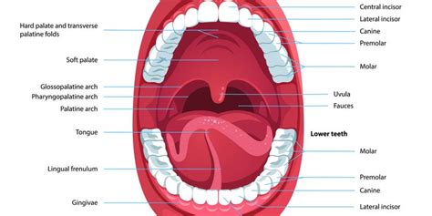 Anatomi Mulut Manusia Beserta Bagian Dan Fungsinya Secara Lengkap The