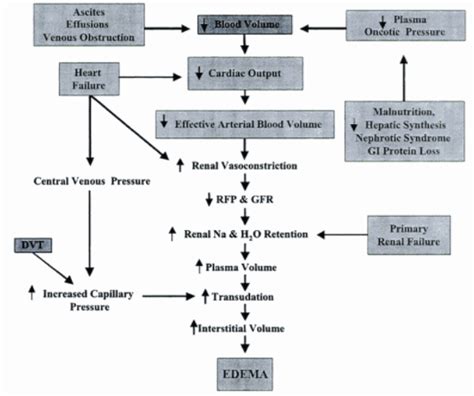 Edema Physical Examination Epomedicine