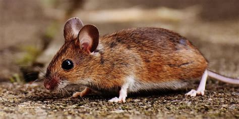 Common Brown Field Mouse Identification And Control Bog