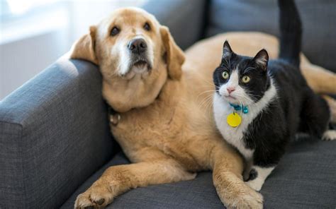 How To Diagnose And Treat Your Pets Food Allergy