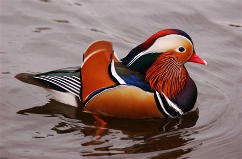 Teachers and students can use these comprehensive mandarin language guides to improve reading, writing, and comprehension skills for beginner, intermediate, and advanced levels. Mandarin Duck (Aix galericulata) | Finsbury Park, London ...