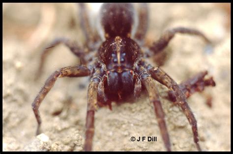 I'm looking at a 160 year old home, dirt floor basement, dry laid fieldstone foundation, so there is no way to seal the basement totally from the exterior. Spiders - Cooperative Extension: Insect Pests, Ticks and ...
