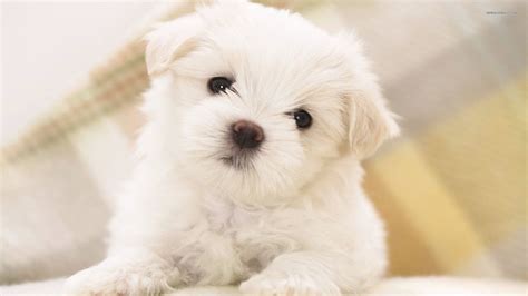 Maltese Dog Wallpapers Wallpaper Cave