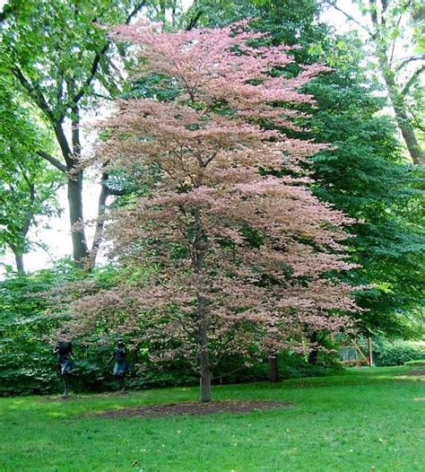 Tricolor Beech Tree Fagus Sylvatica Roseo Marginata Landscape Trees