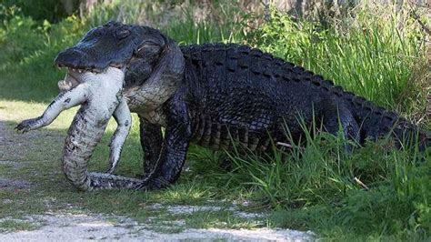 More Florida Alligator Craziness A Huge Alligator Eating Another
