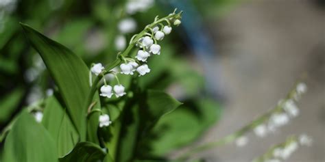 1er mai muguet cartes virtuelles youtube. 1er-Mai : les fleuristes ne pourront finalement pas vendre ...