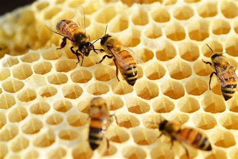las abejas están en peligro de extinción