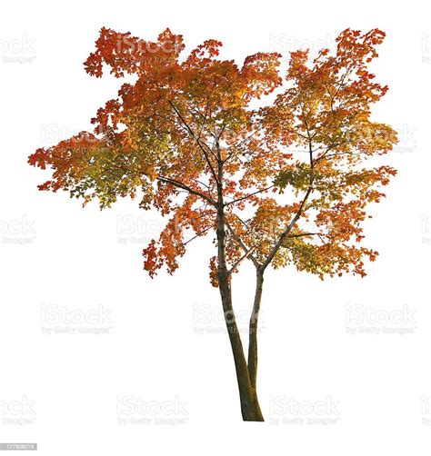 Red Autumn Maple Tree Isoalted On White Stock Photo Download Image