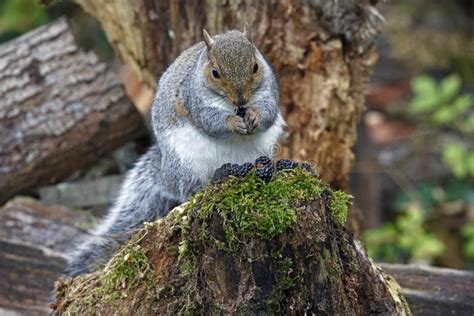 Grey Squirrel Eating Blackberries In The Woods Stock Image Image Of