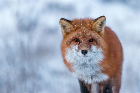 230 Red Fox In Alaska Stock Photos Pictures And Royalty Free Images
