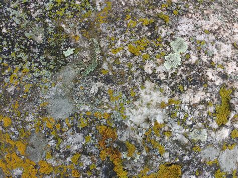 Rock Face With Lichen Texture Picture Free Photograph