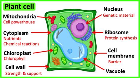 Learn All About Plant Cells In 2 Minutes 🌱 Easy Science Video Youtube