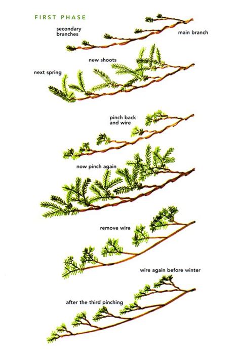 Jul 13, 2021 · hello! Pin on Bonsai & Penjing