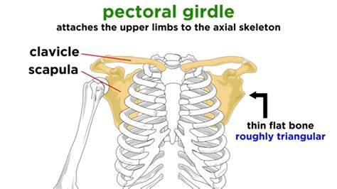 Pectoral Girdle This Consists Of Two Bones The Scapula And Clavicle