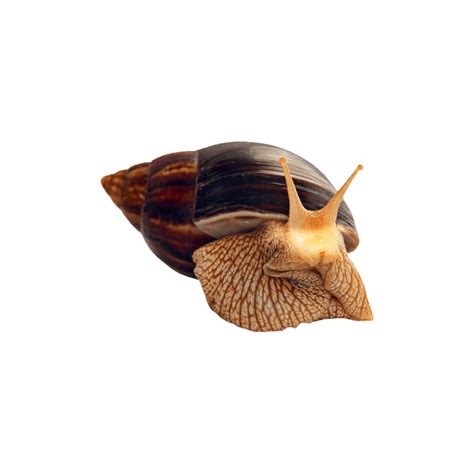 Giant African Land Snails Photo Clipart Png Photo Hd Photos Png