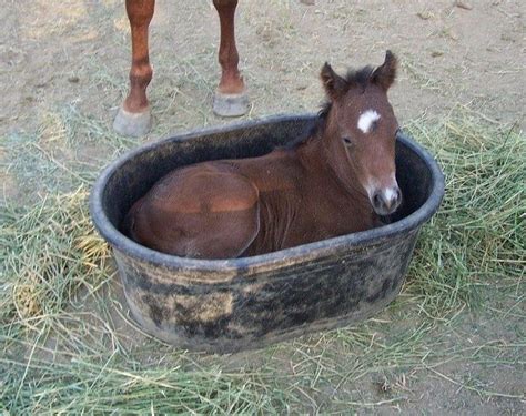Oh Nothing Just The Cutest Baby Horse On A Bucket You