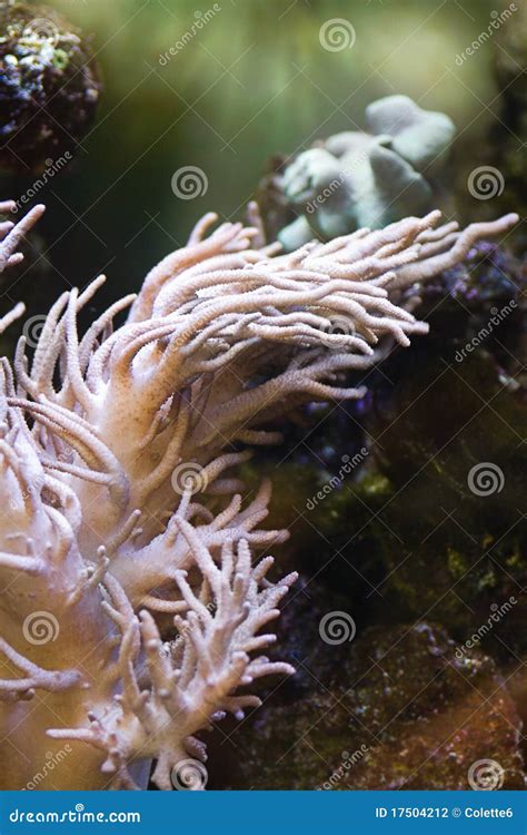Sea Anemone Predatory Animal Stock Photo Image Of Anemones Color