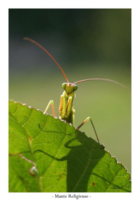 Mante Religieuse Photo Et Image Animaux Regards Matinaux Nature