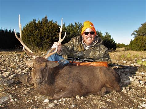 Sika Deer Hunting In Texas