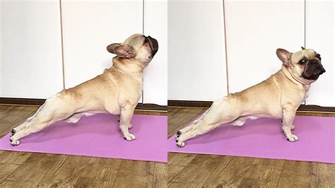 This French Bulldog Is A Yoga Master Shorts Youtube