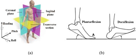 Three Dimensional Anatomical Structure And Foot Movement Schematic A