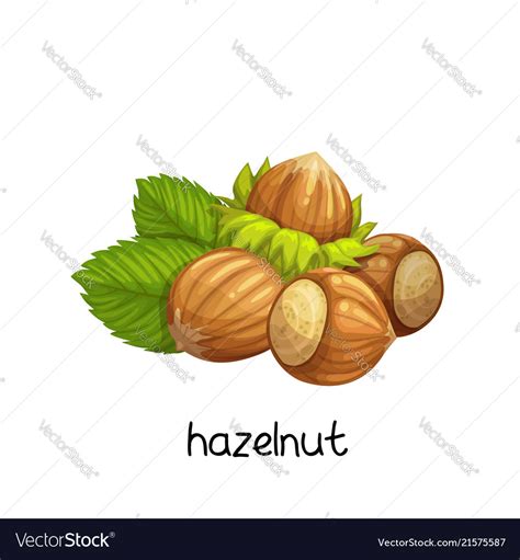 Hazelnut In Cartoon Style Royalty Free Vector Image