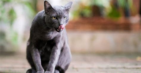 Korat Vs Russian Blue Cat Key Differences Explained Unianimal