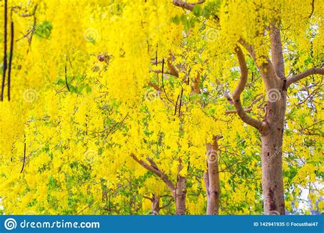Yellow Tropical Flowers On The Tree Stock Image Image Of Classic