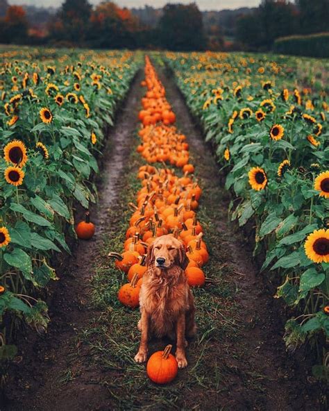 Beautiful Autumn 🍂 Season Also Brings These Colorful Pumpkins 🎃 And