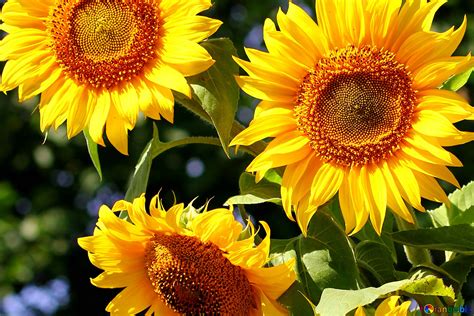 Beautiful Sunflowers Free Image № 32702