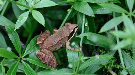 Whats That Sound Wood Frogs Vermont Land Trust