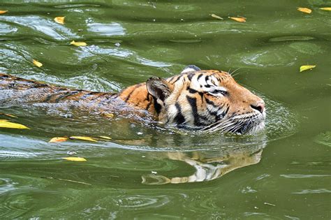 Taiping zoo is a zoological park located at bukit larut, taiping, perak, malaysia. Zoo Taiping