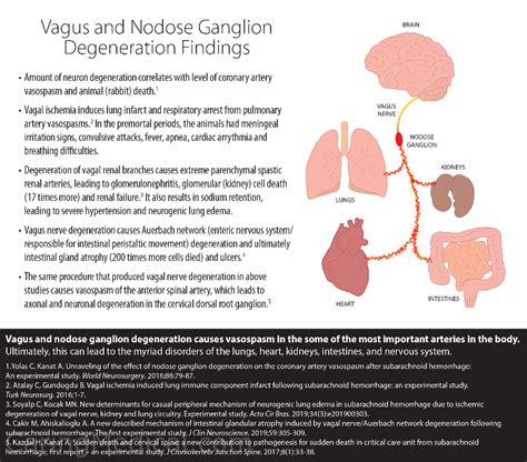 Vagus Nerve Compression In The Neck Symptoms And Treatments Caring