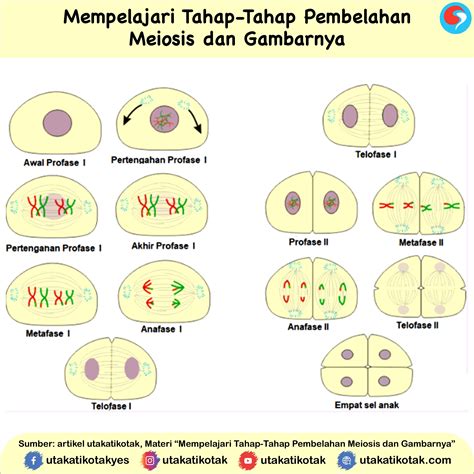 Yanjuz Meiosis Dan Perbandingan Tahapan Meiosis Dan Mitosis — mutualist.us