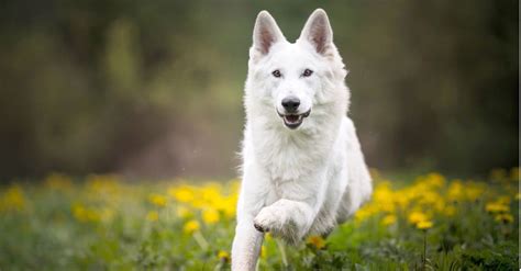 White German Shepherd Dog Breed Complete Guide A Z Animals