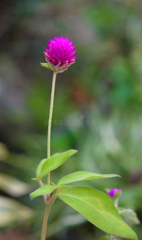 Pink Globe Amaranth Flower In Garden Stock Image Image Of Globe Spring 193387955