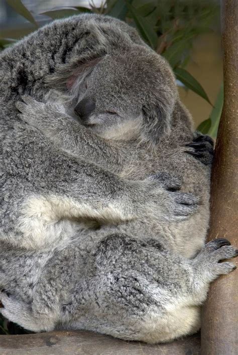 Hugging Koalas Australia Australia Animals Cute Animals Koala Bear