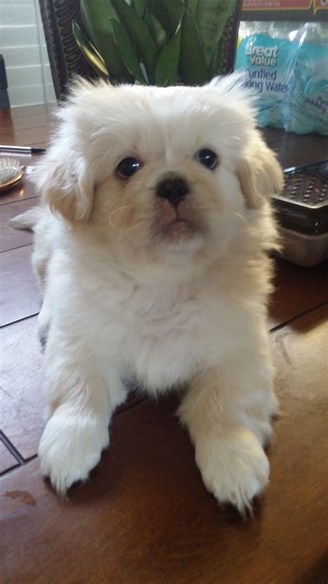 Purebred and designer mixed breed puppies for sale from reputable breeders across the united states. Pekingese Puppies For Sale | Miami, FL #69506 | Petzlover