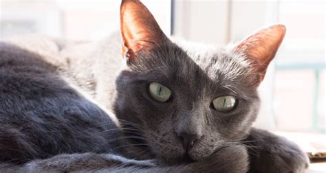 Free send to mobile service on shareyourwallpapers.com. Top 5 grey cat breeds - Yummypets