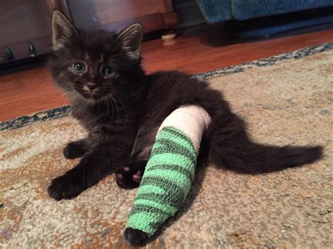Does your cat have a broken leg that requires surgery? Nox broke his leg at 4 weeks of age. The emergency vet ...