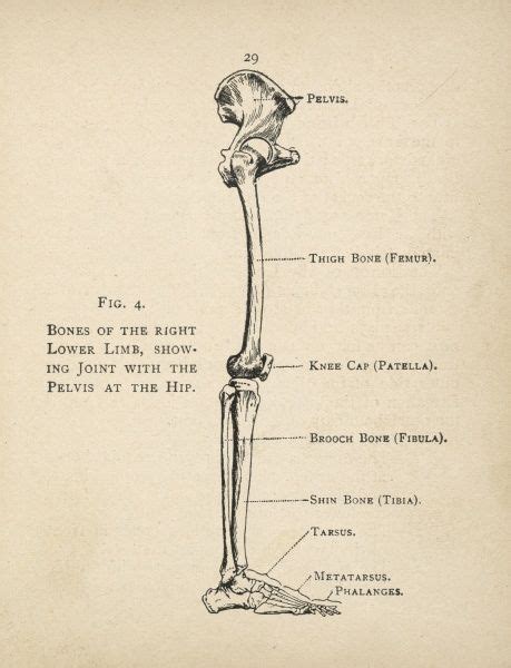The foot bones shown in this diagram are the talus, navicular, cuneiform, cuboid, metatarsals and calcaneus. Diagram of the bones of the right leg and hip (4356360) Poster Print